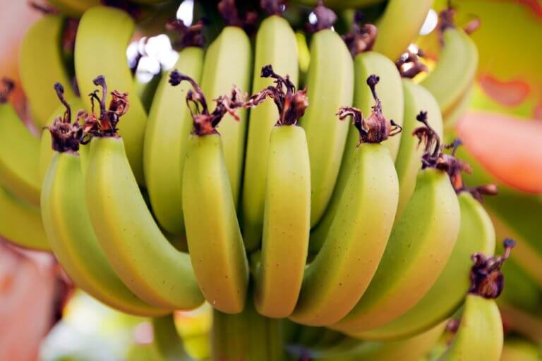 Chiquita Refuses Brazilian Acquisition Bid